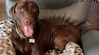 Chocolate lab playing frisbee