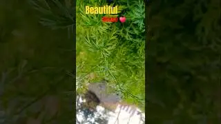 kashish song # winter spical # ytshorts # carrot 🥕 leaf & flower 🌼 shorts # tredding shorts # 🌼🥕