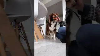 Wir testen eine Hundebrille #hundeblog #hundeliebe