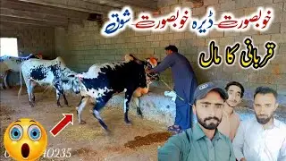 Bakra Eid 2022 Ka Shoq Fatehjangi Bulls Or Bakray | Pets Vlog
