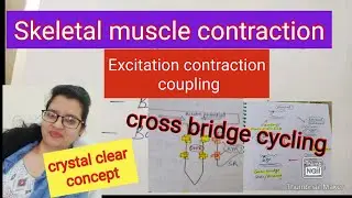Mechanism of skeletal muscle contraction#excitation contraction coupling
