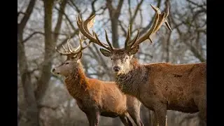 Олений парк Уобёрн Эбби. Англия.🫎 Woburn Abbey Deer Park. England.