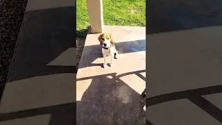 Dinner Time  Subscribe To 1000! #dog #puppy #food #viral