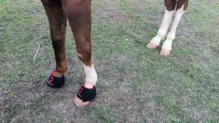 XL Equine Red Light Therapy Blanket: Full Back & Deep Infrared Muscle Recovery (Clinic PBM)