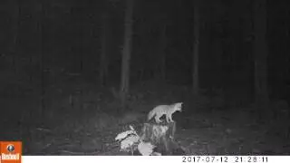 Gray fox kit
