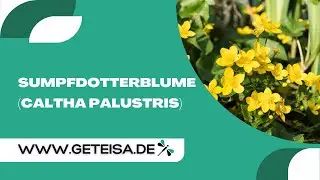 Sumpfdotterblume | Caltha palustris im Teichpflanzencheck