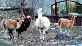 Животные, гуанако, викунья, альпака, лама, зоопарк, #animals , #guanako , #vicuna , #alpaca , #llama