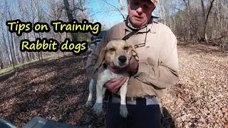 Training Beagles to run Rabbits / Fast Rabbit dogs/How to train great  beagles to run rabbits