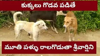 మూతి పళ్ళు రాలగొడుతా శ్రీవార్షిని | Telugu Animal funny Videos | Dog Vs Dog Fighting Videos |
