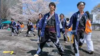 2025.4.6 #どまつり夜桜in岡崎 岡崎城公園【一粋】-天の地宴-