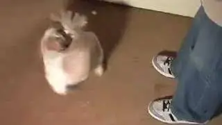 Dog Trick - Spin
