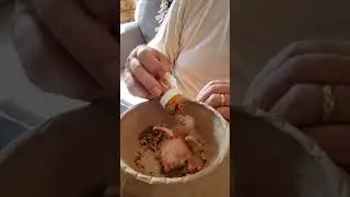 How to hand feed a baby pigeon,  Rock Dove part 1