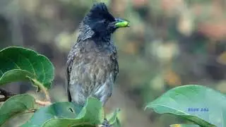 Red-vented Bulbul, Calling