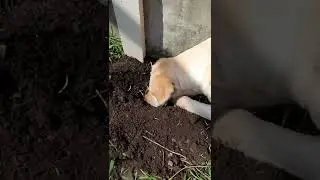 I sniffs it ! #shorts