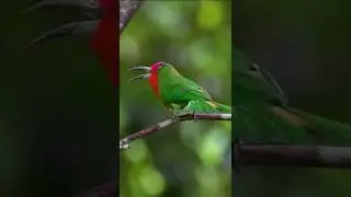 Call of a Red-bearded bee-eater.