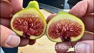 Bordisott Rossa (MP) main crop 10/7/2025