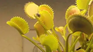 Venus Flytrap - Fly Caught Close Up! Slow Motion! HD!
