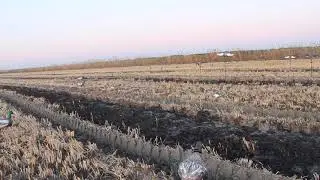 Обзор работы приманок FlOCK DECOYS