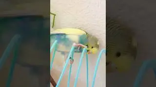 My most understanding #budgies , friendly to everyone and always playing ❤️ 🥰 #parakeet #parrot