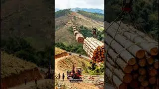 Logging Operation: Using a Cable System to Transport Logs