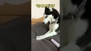 Dramatic Husky moments 🤣 #animals #dog #funny #pets