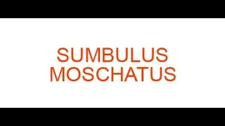 Sumbulus Moschatus understanding by Dr Yogesh Malhotra