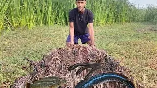 মাঠের পুরোনো জলা জঙ্গলের নীচ থেকে কতো গুলো মাছ পেলাম 😨@Sarkarofficial-k1x 