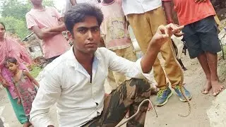 COMMON WOLF SNAKE Lycodon aulicus || Non Venomous Snake rescue