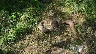 Indian Grey Mongoose Mother - Deforestation - Environmental Issues  - 09/11/2025