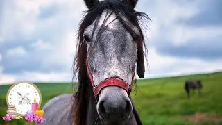 4K Horse Relaxation Music, Horse Relaxation Video, Horses, Calming Music, Relaxation, Stress Relief
