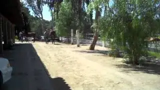 Elusive Destiny. Serenity Oak Farms