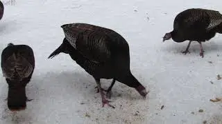Turkey Breakfast