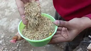 Subah ka Sukoon &ndash; Mere Pets ki Morning Routine | Daily Vlog Day 1 🐔🐟🦜| #viral  #shorts #shorts #pets
