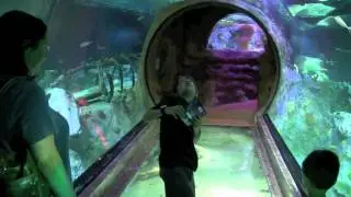 Sea Life Aquarium Grapevine 2011