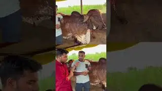 History of Jamuna Gir Cow👌😱#shorts #gircow #farmerchoice
