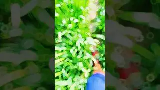 किसान की असली मेहनत | Farming Vlog #simplelife #motivation #minivlog #shortvideo #vlogger #vlog