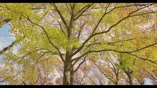 Tranquil Tree in Park 01 | Free Stock Footage - No Copyright