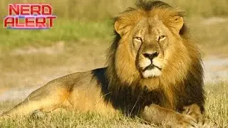 Cecil The Lion New Updates - Can The Killings Ever Be Stopped?