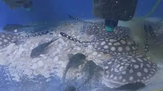 Potamotrygon sp. Super White Cross