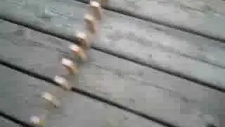 The most amazing ping pong obstacle course