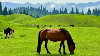 Pakistan swat valley😍: Swat Valley: A Paradise of Peaks, Lakes, and Hidden Gems #travelpakistan