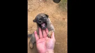 The growth story of the little fat puppy with face change, the little puppy, the pastoral dog, the
