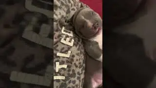 The cutest video with puppy / calming video with animals / dreaming blue Amstaff puppy