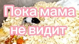 Я ушел гулять, пока мама спит.Ой,меня поймали.😊🐹🏠 #хомяки #hamster  #pets #сирийскиехомяки 
