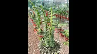 B&aacute;n hồng phai ,bảo duy,xu đ&agrave; bắc ,nh28 ,hồng 2017,snsl &hellip;.0974827219