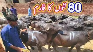 Intelligent Katta farming business in punjab | Profitable katta farm | Best Business Katta Farm