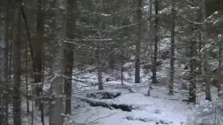 Sivesindh&oslash;gdas D Frost jager hare i Hogget