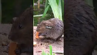 The Secret Life of the Common Vole