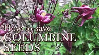 How to Collect Columbine seeds - Easy Flower Seeds to Save