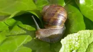 LUMACHE